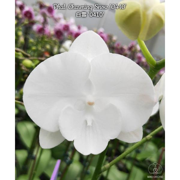Phal. Charming Snow '0410' уценка