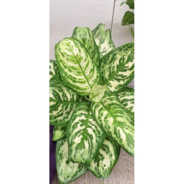 Аглаонема Платинум грин / Aglaonema Platinum green A-60 (S)