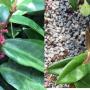 Memecylon edule (wax leaf).