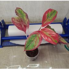 Aglaonema Rich no.2 A-63 pot