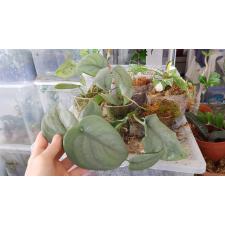 Scindapsus Platinum pot 5+ 1200p