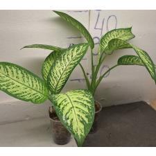 Диффенбахия сегуине. / Dieffenbachia seguine