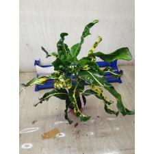 Codiaeum Thong Thawee Choke 120 - 1500p