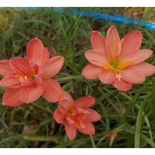 Zephyranthes Eternal love