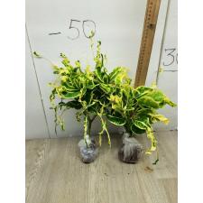 Codiaeum A17 Doi Pui