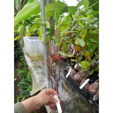 Psidium littorale Raddi 642