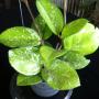 Hoya carnosa 'Freckles' (Splash) (834)          834