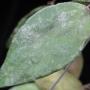 Hoya sp.730 (aff. caudata) Yala southern Thailand               730
