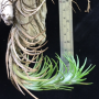 Tillandsia tenuifolia No.3.