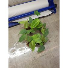 Philodendron camposportoanum 350p стакан