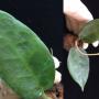 Hoya macgillivrayi ' Nesbit River Valley '              468
