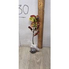 Codiaeum A25 Lady bug Уценка