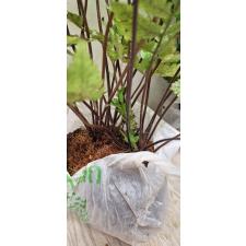 Heterogonium pinnatum