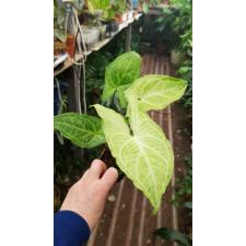 Syngonium Golden veination pot