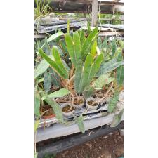 Philodendron billietiae orange petiole 800p