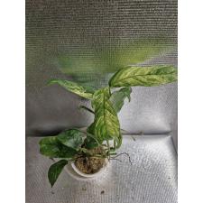 Rhaphidophora puberula variegated S стакан