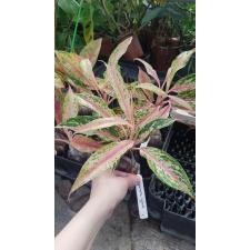 Aglaonema Bai Kao (Japan).1