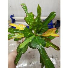 Codiaeum Tri Aswin 122
