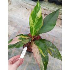 Anthurium variegated sp 9