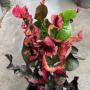 Codiaeum Chado Mungsor.