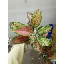 Aglaonema P-32 Look Sethi