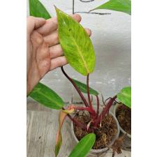 Philodendron Painted lady