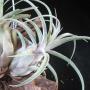 T. caput-madusae x streptophylla 15