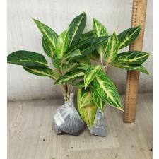 Aglaonema Prakaitong A-51