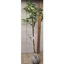 Аннона муриката варегатная (Привитый) / Annona muricata variegata (grafted) 8