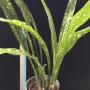 Aspidistra sp.(T03) long leaf & white spot