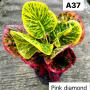 Codeium A37 Pink Diamond
