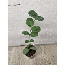 carissa grandiflora s