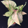 Syngonium Confetti
