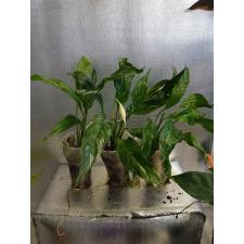 Spathiphyllum Diamond Variegated стакан 750р
