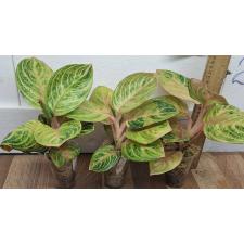 Аглаонема Сиам Перфект Таиланд / Aglaonema Siam Perfect Thailand A-100