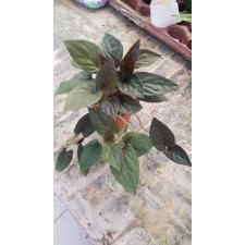 syngonium erythrophyllum Red Arrow 12 cm pot