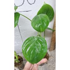 Philodendron sp.(T05) Heart leaf (microstictum)