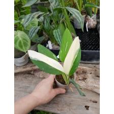Philodendron guttiferum cobra 