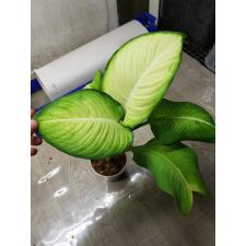 Dieffenbachia Saeng Chantra pot