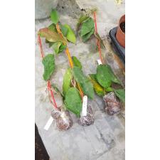 Hoya caudata (big leaf)(#729) 230 сент.