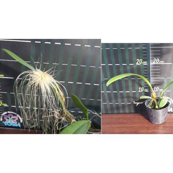 Бульбофиллум медуза / Bulb. medusae