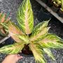Aglaonema  Panama - Pink peach A-95