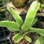 Aechmea nudicaulis var. aureorosea albomarginata (Bromeliad) 22