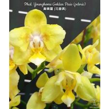 Фаленопсис Янгхоум «Голден Пикси» (пелорик) / Phal. Younghome Golden Pixie (peloric)