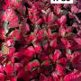 Aglaonema  Suksomjaipong A-85