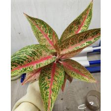 Aglaonema Legacy - red A-108