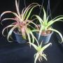 Neoregelia pendula variegata (Bromeliad) 221