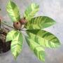 Manikara achras (yellow leaf)
