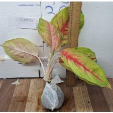 Аглаонема РуайЛаб / Aglaonema RuayLab A-84