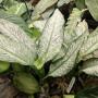 Dieffenbachia Udomsub (white form).
